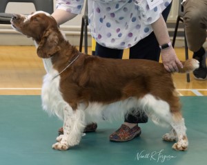 Limit Dog